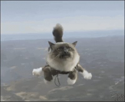 Cat Flying Through Air With 4Gifs.com GIF
