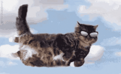 Cat Flying With Sunglasses GIF