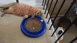 Cat Food Bowl Perfect Loop GIF