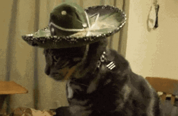 Cat Frequila Tequila GIF