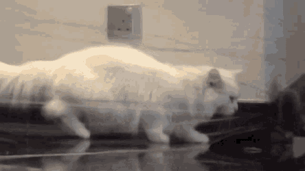 Cat Fun GIF