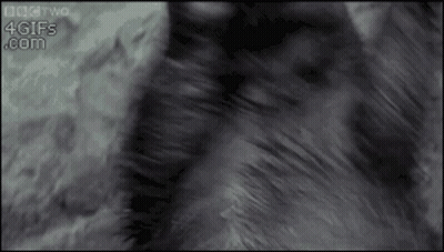 Cat Fur Close Up 4Gifs.com GIF
