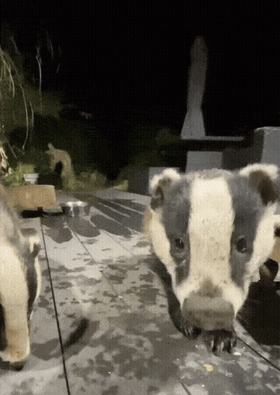 Cat Fur Close Up 4Gifs GIF