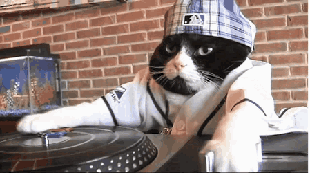 Cat Gato GIF