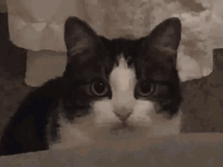 Cat Gazing Intensely Disappearing GIF