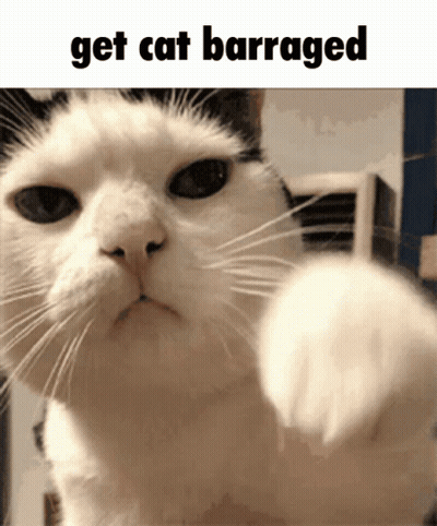 Cat Get Cat Barraged GIF