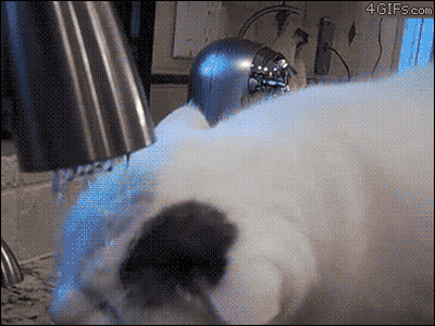 Cat Getting Bath GIF