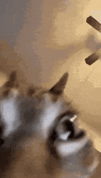 Cat Getting Insane GIF