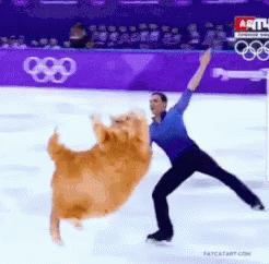 Cat Getting Lifted Ice Skating GIF