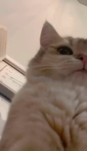 Cat GIF