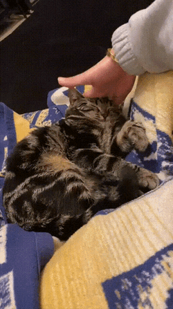 Cat GIF