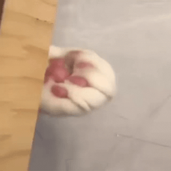 Cat Give Coin  GIF
