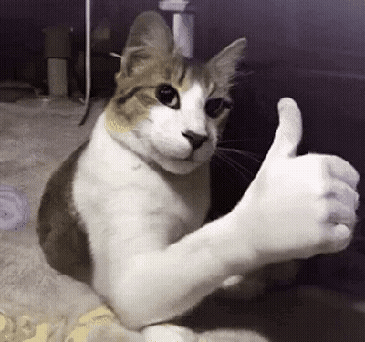 Cat Giving Thumbs Up On Bed GIF