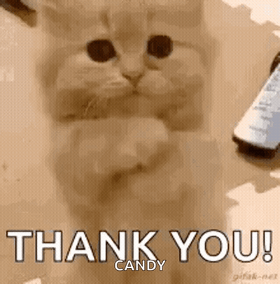 Cat Giving Thumbs Up Saying Thank You GIF