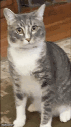 Cat Glare Expression GIF