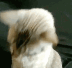 Cat Glasses Im Ready GIF
