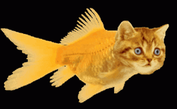 Cat Gold Fish Swimming Meme  GIF