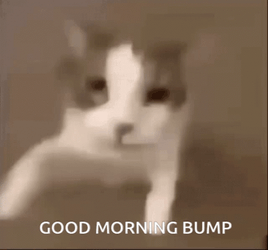 Cat Good Morning Bump Meme GIF