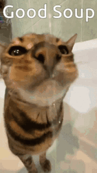 Cat Good Soup GIF