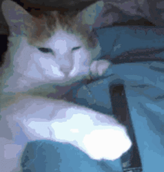 Cat Grabbing Vape  GIF