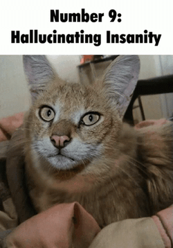 Cat Hallucinating Insanity Captured GIF