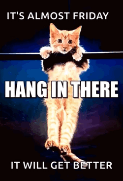 Cat Hang Friday Meme  GIF
