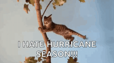 Cat Hanging Branch Saying I Hate Hurricane Season GIF