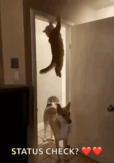 Cat Hanging From Door While Dog Looks On Status Check GIF