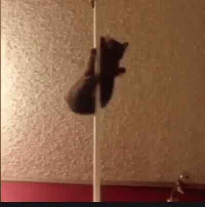 Cat Hanging From Pole