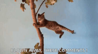 Cat Hanging From Tree Branch Blown Away These Comments GIF