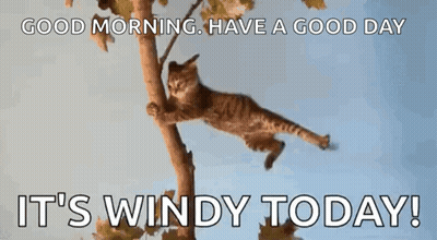 Cat Hanging From Tree Branch Good Morning GIF