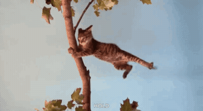 Cat Hanging From Tree Branch Saying Hold GIF