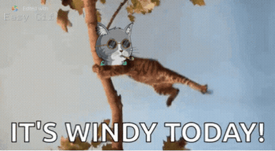 Cat Hanging From Tree Branch Saying It's Windy Today GIF