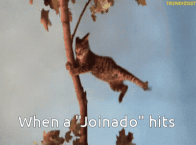 Cat Hanging From Tree Branch Saying When A Joinado Hits GIF