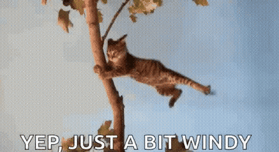 Cat Hanging From Tree Branch Saying Yep Just A Bit Windy GIF
