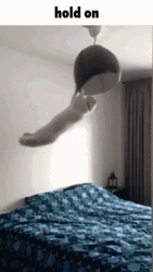 Cat Hanging On Light Hold On  GIF
