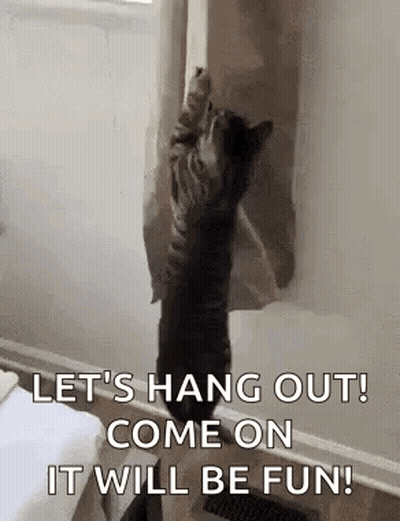 Cat Hanging Out Of Window With Paws On Curtain GIF