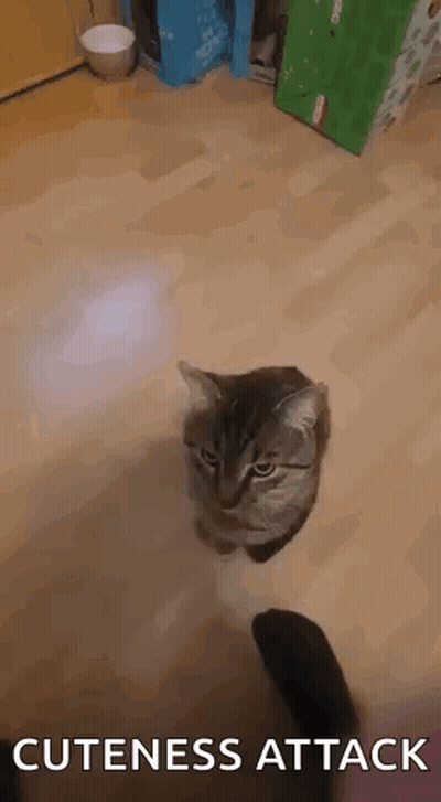 Cat Hanging Upside Down Arms Outstretched GIF