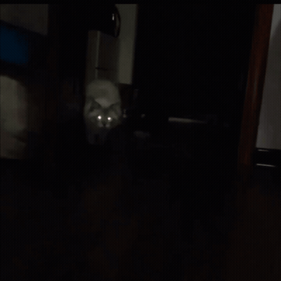 Cat Hanging Upside Down Arms Outstretched GIF