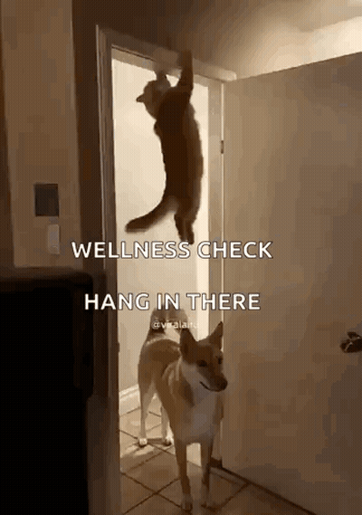 Cat Hanging Upside Down From Door Dog Looking On GIF