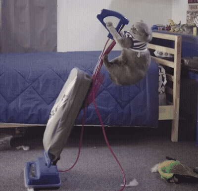 Cat Hanging Upside Down From Vacuum In Bedroom GIF