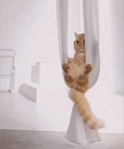 Cat Hanging Upside Down From White Cloth GIF