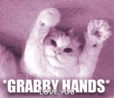 Cat Hanging Upside Down Grabby Hands Love You GIF