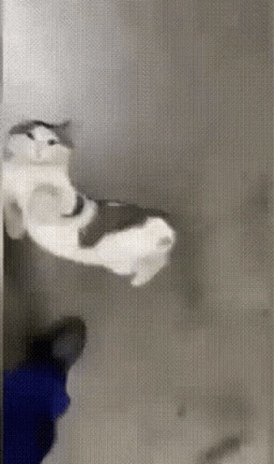 Cat Hanging Upside Down On Toilet Paper Roll GIF