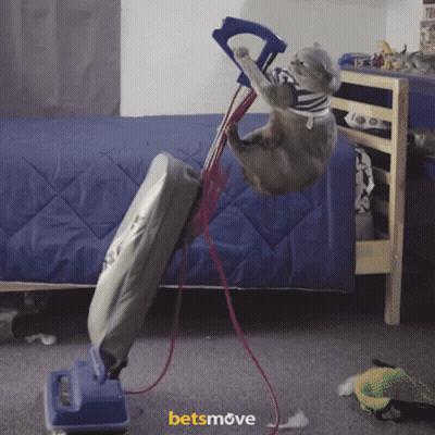 Cat Hanging Upside Down On Vacuum Cleaner With Betsmove GIF