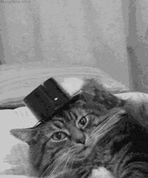 Cat Hats Off GIF