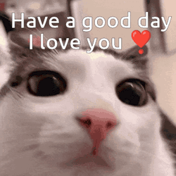 Cat Have A Great Day I Love You GIF
