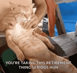 Cat Having Massage Taking Retirement Serious Meme GIF