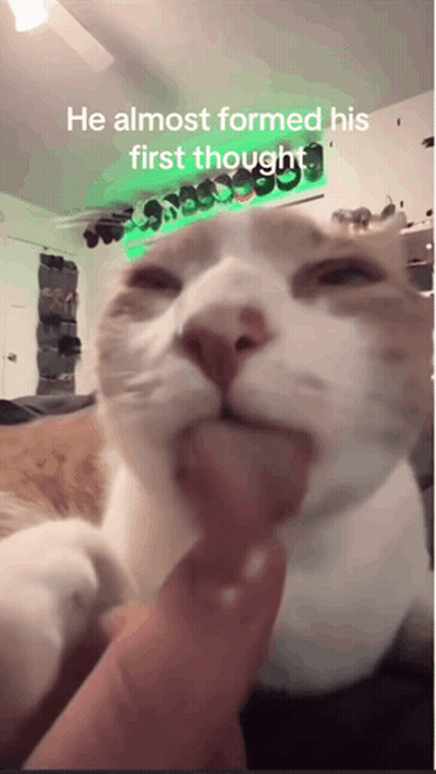 Cat He Almost Formed His First Thought GIF