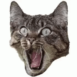 Cat Head Freak Out Screaming GIF
